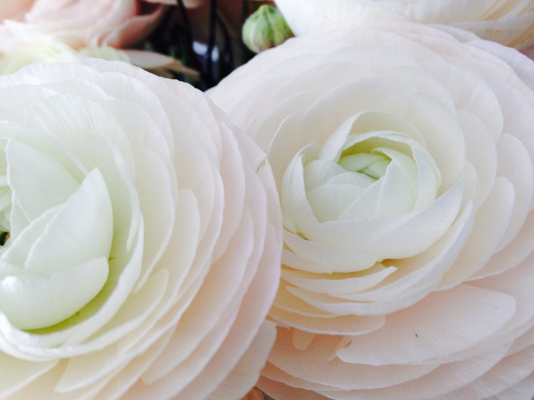 ranunculus off centre