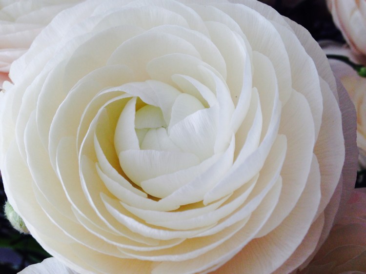 The Ranunculus Flower